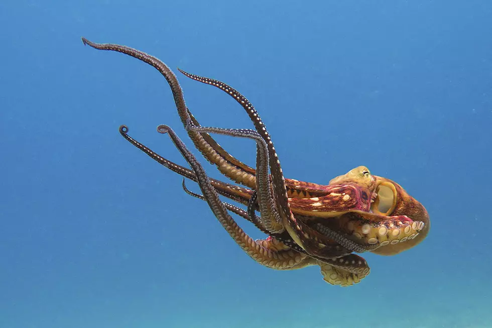 Fed-Up Octopus Makes Valiant Effort to Escape Aquarium