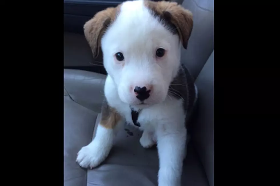 Adorable Puppy Tries to Bark Away His Hiccups
