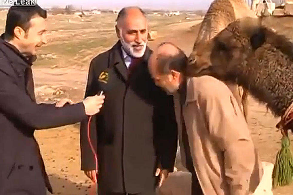 Angry Camel Vehemently Puts the Kibosh on TV News Report