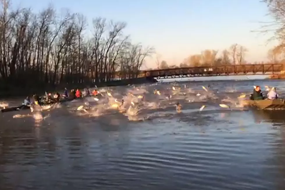 Flying Fish Frenzy Wreaks Havoc on Rowing Team