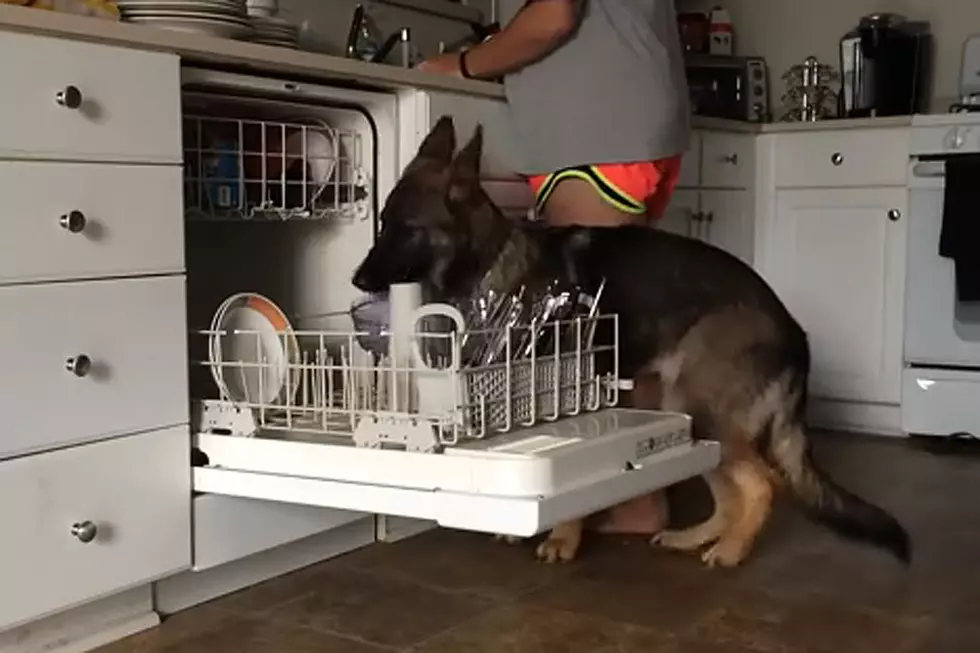 Dog Helps With Dishes