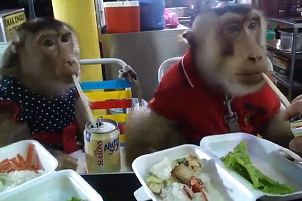 Two Monkeys Eating at a Restaurant Is All The Yummy You Need
