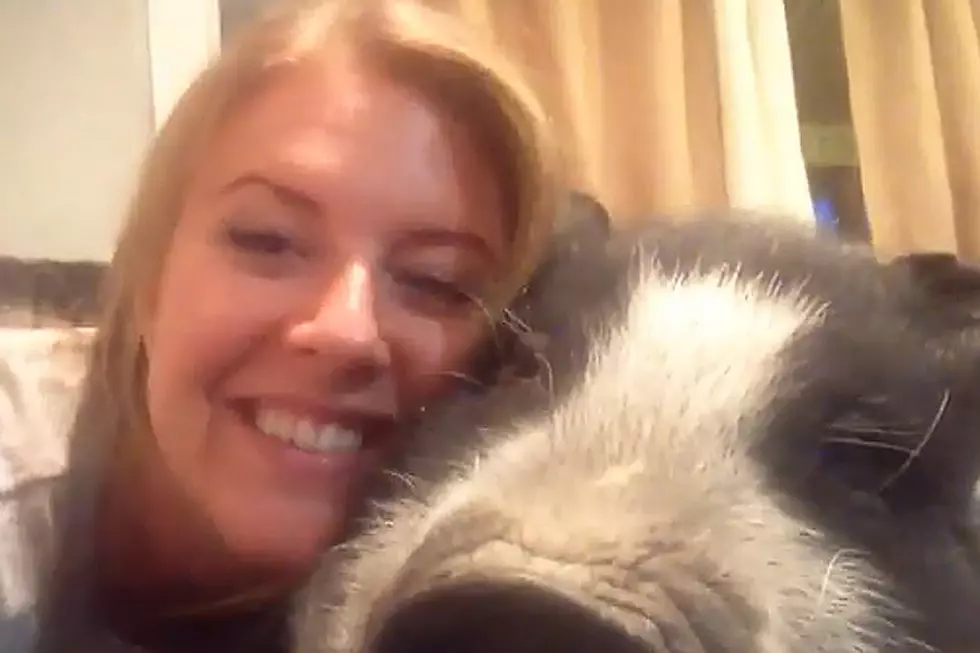 Grumpy Pig Emphatically Says ‘No’ to Cuddling [VIDEO]