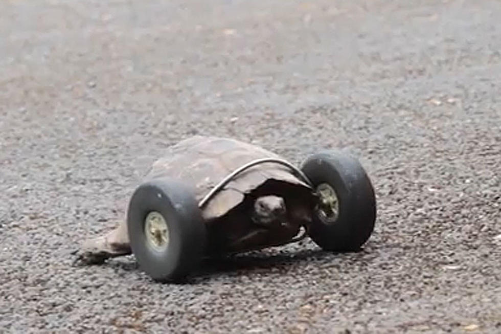 90-Year-Old Tortoise Gets Wheels to Replace Severed Legs