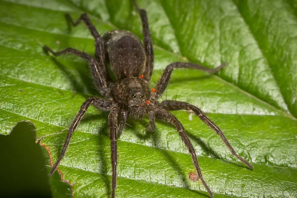 Watch This Before You Even Think About Killing a Spider Again