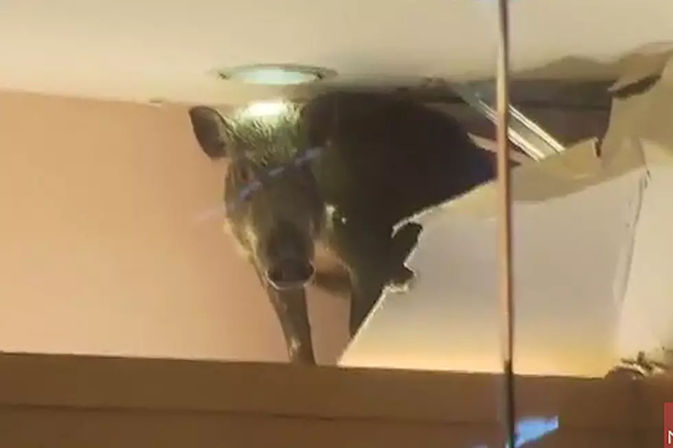 Bargain-Hunting Wild Boar Crashes Through Mall Ceiling