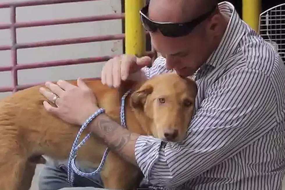 Marine Reunited With Dog He Rescued in Afghanistan