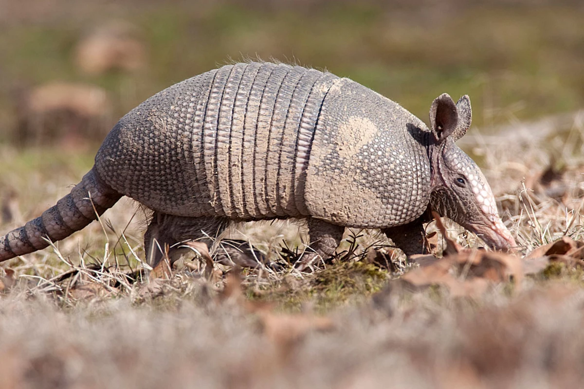 Determined Armadillo Has a Brutally Tough Time Climbing
