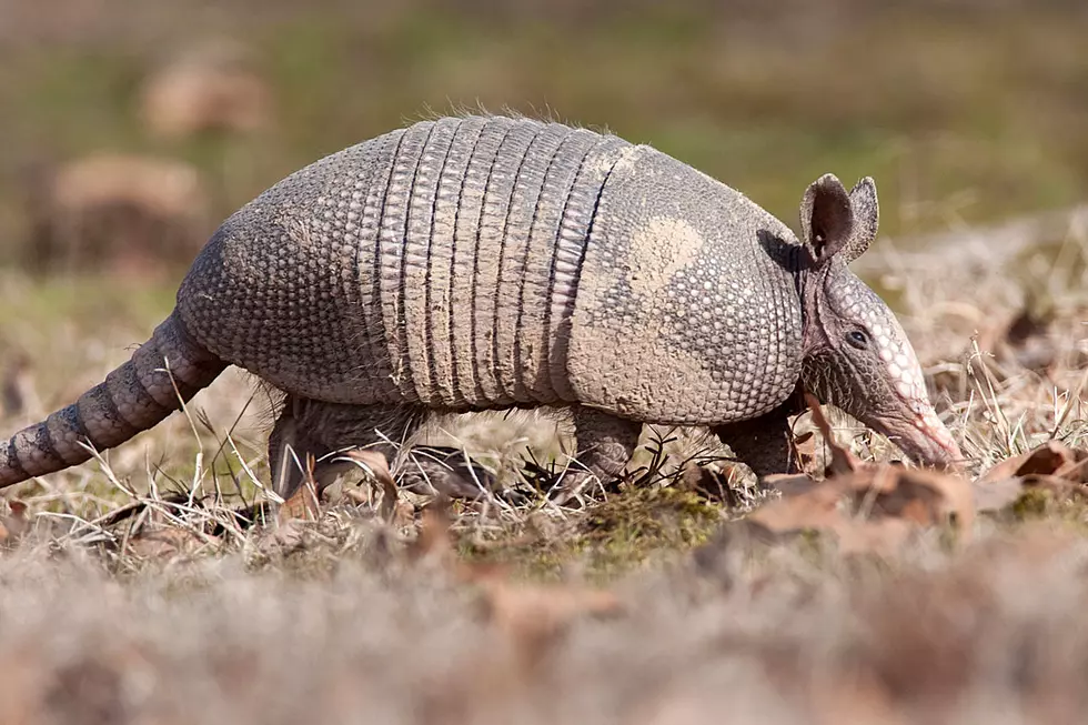 Determined Armadillo Enduring Brutally Tough Climb Eventually Gives Up