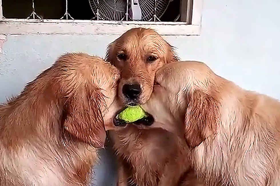 We All Win When Cute Dogs Fight for a Tennis Ball