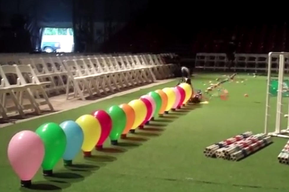 Dog Popping 54 Balloons in 3 Seconds Is Strangely Fascinating to Watch