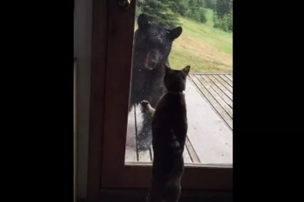 Cat Terrifies Bear
