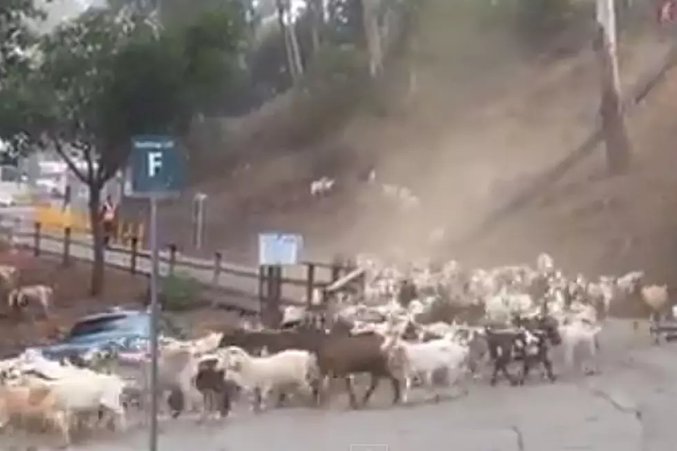 Watch Hundreds of Goats Run Amok — For a Good Cause