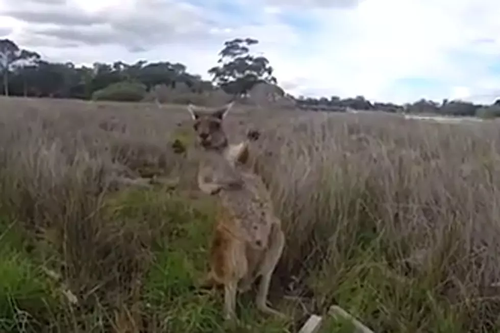 Kangaroo Playing Air Guitar Is the Rock Star You Want to Be