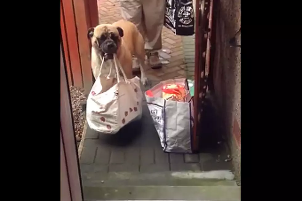 Dog Carrying Groceries Makes Shopping a Sheer Delight