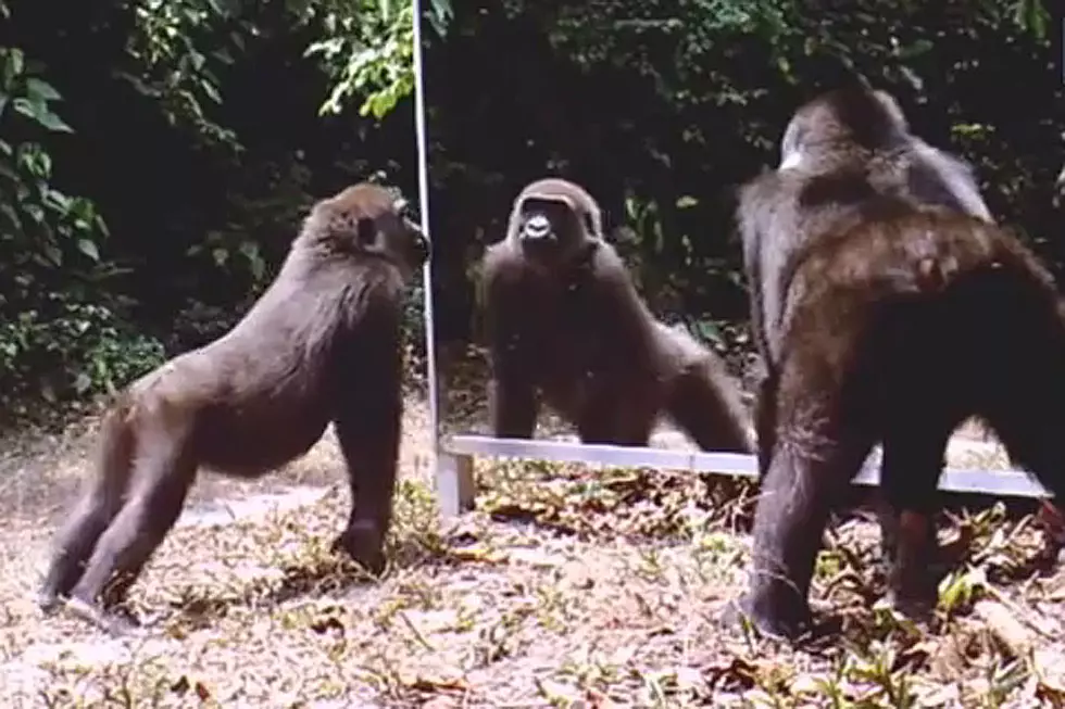 Animals Watching Themselves in a Mirror Is Utterly Fantastic