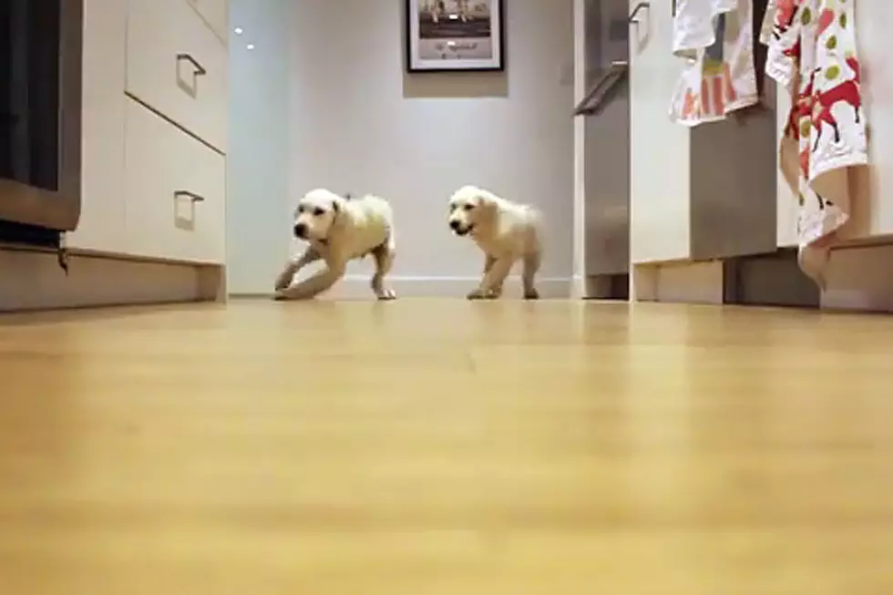 Timelapse of Puppies Running for Dinner Is the Cutest Thing Ever