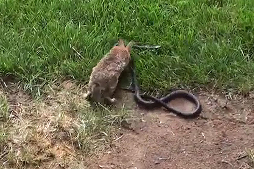 Mama Rabbit Protects Baby, Attacks Snake in Fight to End All Fights