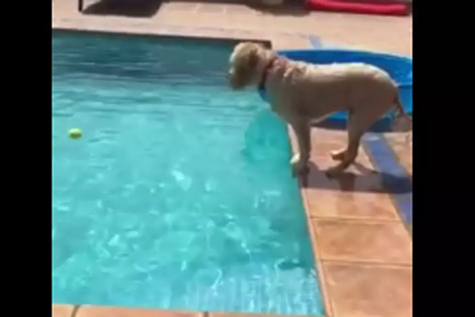 Genius Dog Finds Shrewd Way to Get Ball Out Of Pool