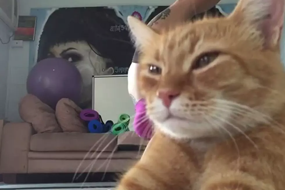 Unimpressed Cat Videobombs Owner’s Yoga Session