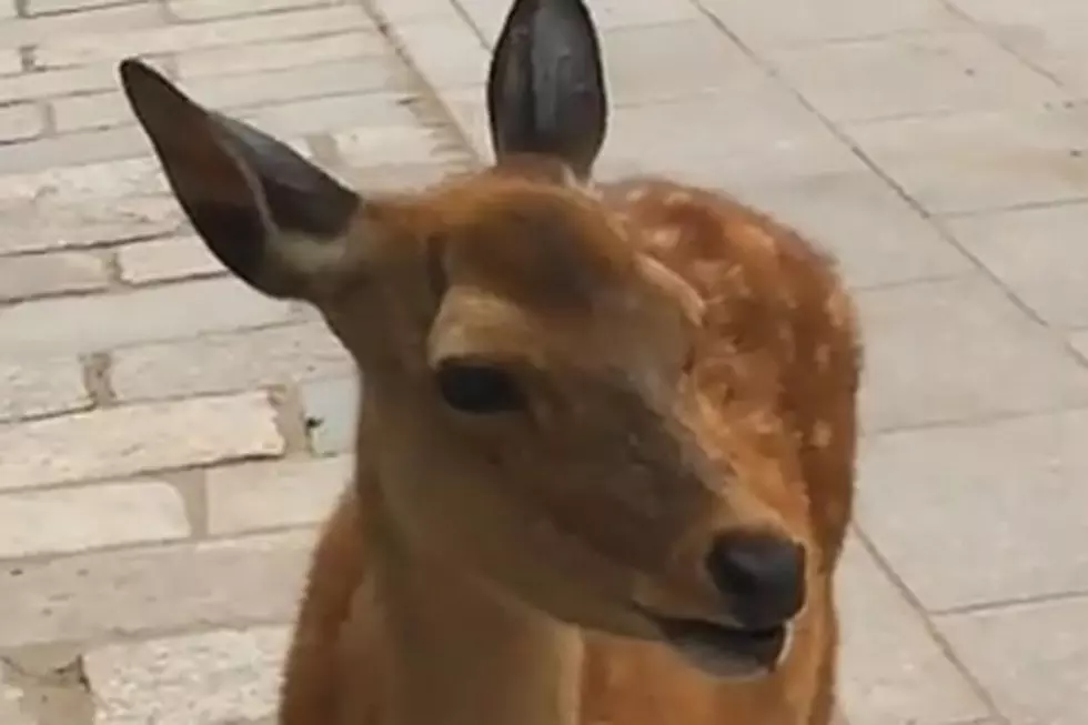 Deer From Japan Makes Noises Like You Have Never Heard [VIDEO]