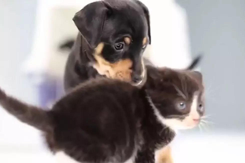 Kittens and Puppies Meeting for First Time Is Epitome of Adorable