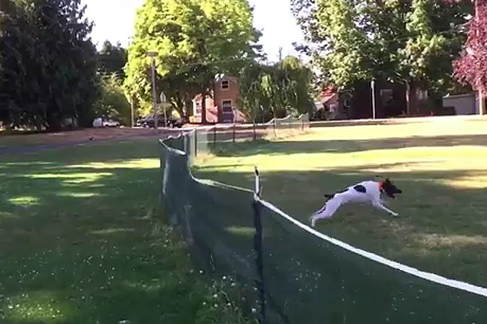 Dog's Wild Fence Flip Is Crazy Crazy Cool