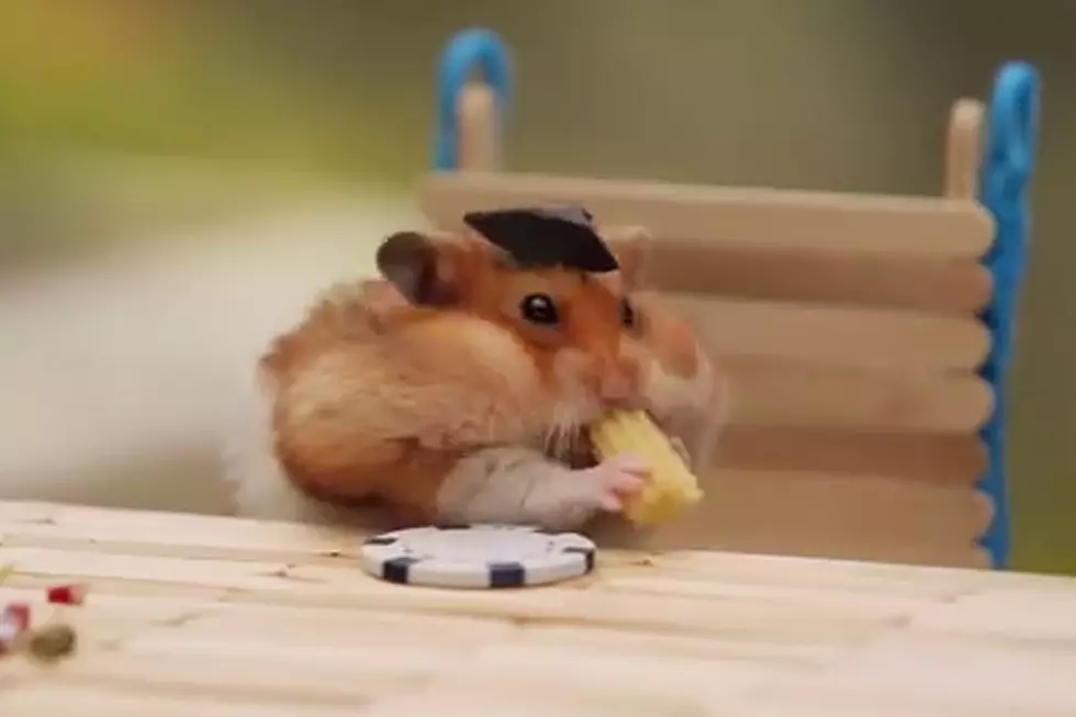 Tiny Hamster Fires Up the Grill for Independence Day Barbecue