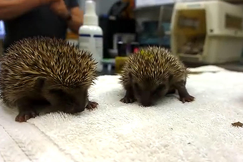 Baby Hedgehogs Sneezing Is the Epitome of Cute