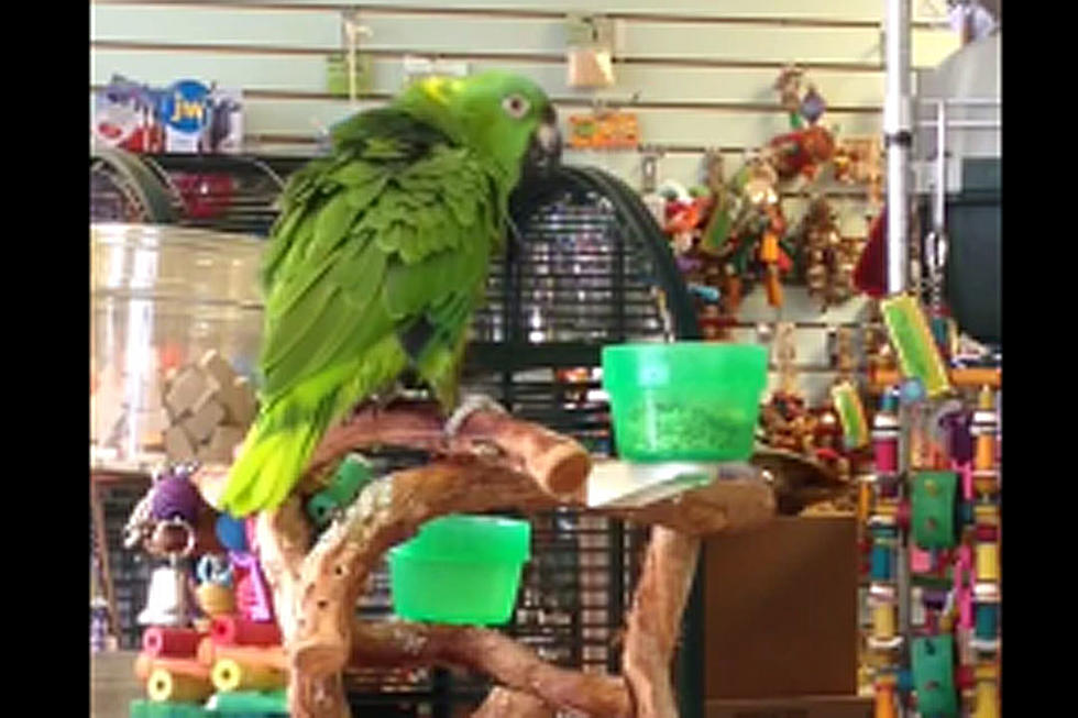 Everything Is Indeed Awesome When Parrot Sings ‘Everything Is Awesome’