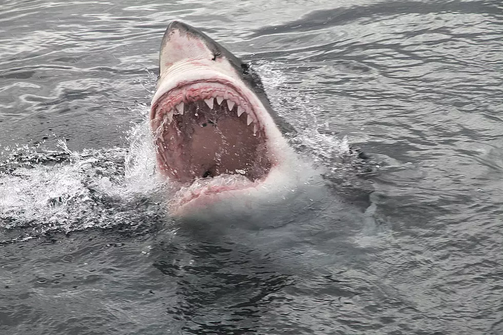 Watch a Shark Totally Videobomb Another Shark