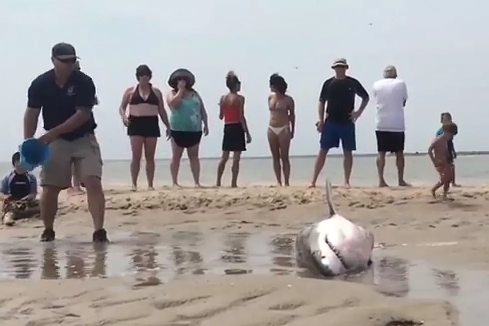 Beachgoers Help Save Stranded Shark That Washed Up on Shore