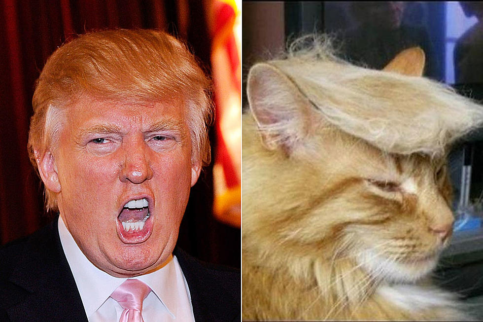 Cats With Donald Trump's Hair Is the Internet at Its Best