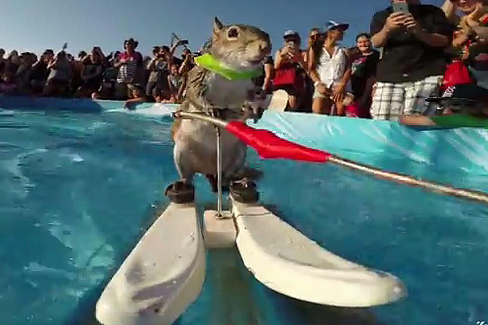 This Squirrel Water-Skis and Suddenly Nothing Else Matters (VIDEO)