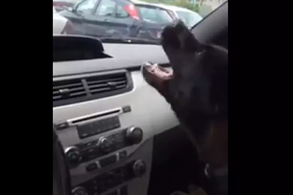 Puppy Enjoying Air Conditioning for the First Time Is Super Cool Bliss