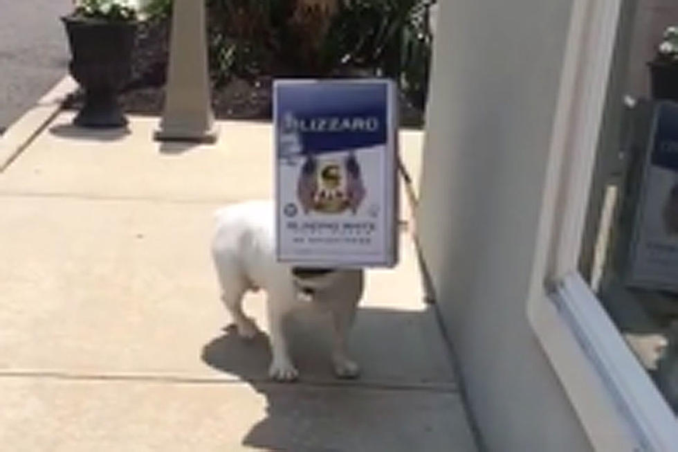 Dog Walking With Box Over Face Is Why You're Smiling Today