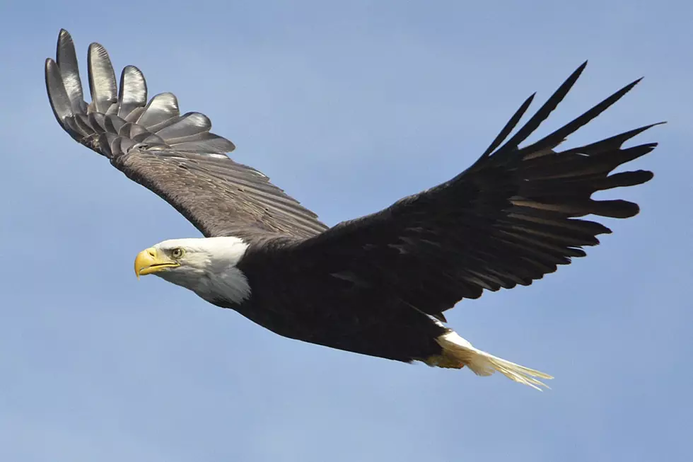 Eagle Makes Minced Meat Out of a Drone Being a Drone