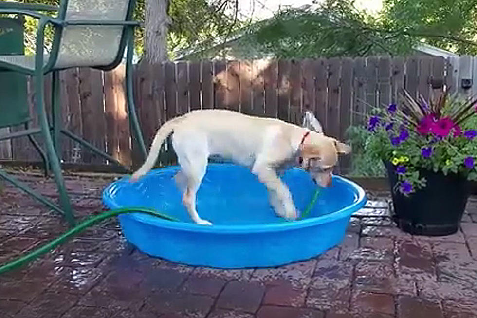 Determined Dog Gives It Her All Filling Up Kiddie Pool