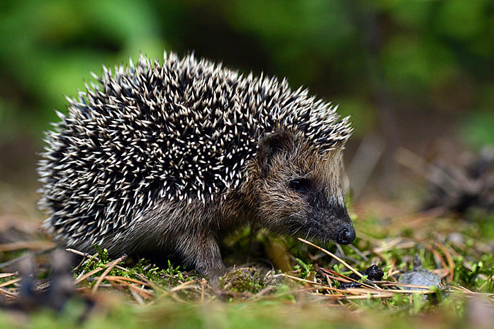 Watch Hedgehog Bliss Out Getting Belly Rubbed [VIDEO]