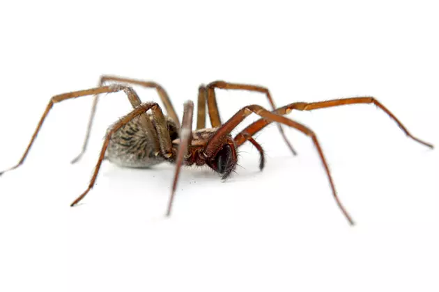 A Huge Spider Caused a Bush to be Removed