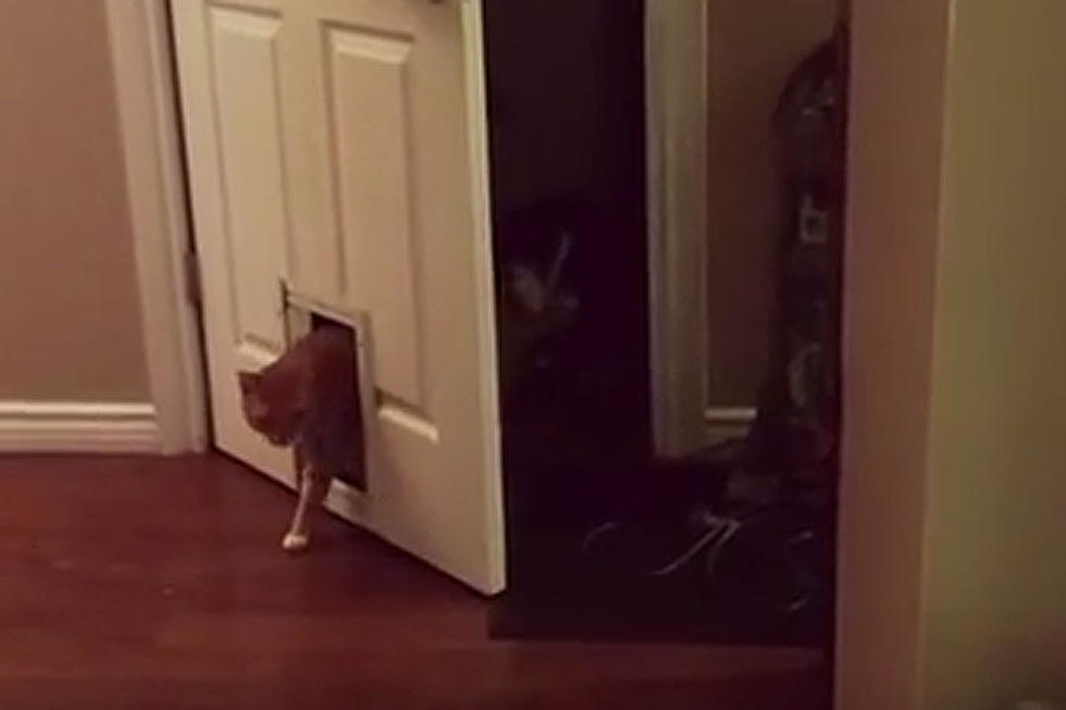 Cat Opening Door Is Way Funnier Than It Should Be