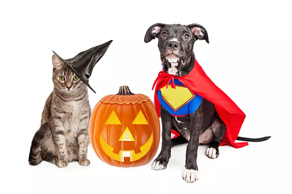 Pets in Halloween Costumes Are All Treats, No Tricks