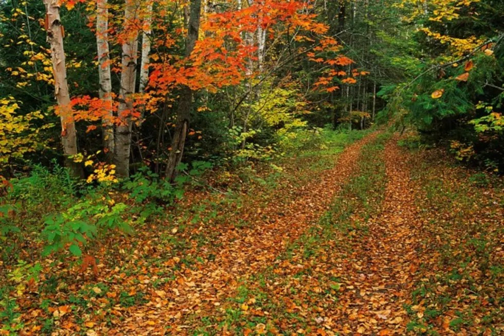 You Can Now Order New England Foliage to Make Fall Last All Year Long