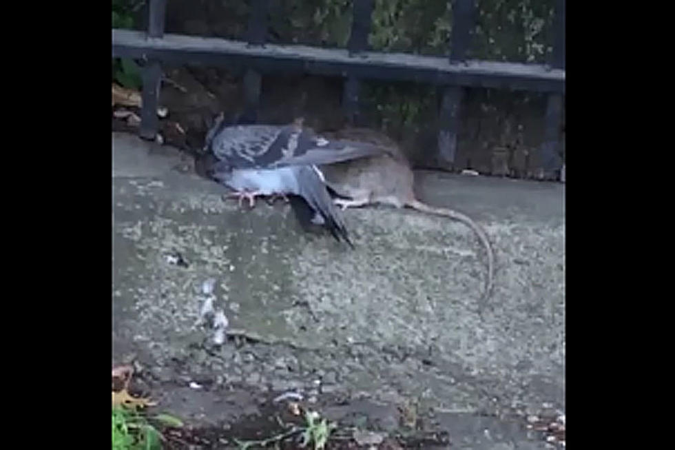 Rat Battles Pigeon in Epic Battle for Control of Street