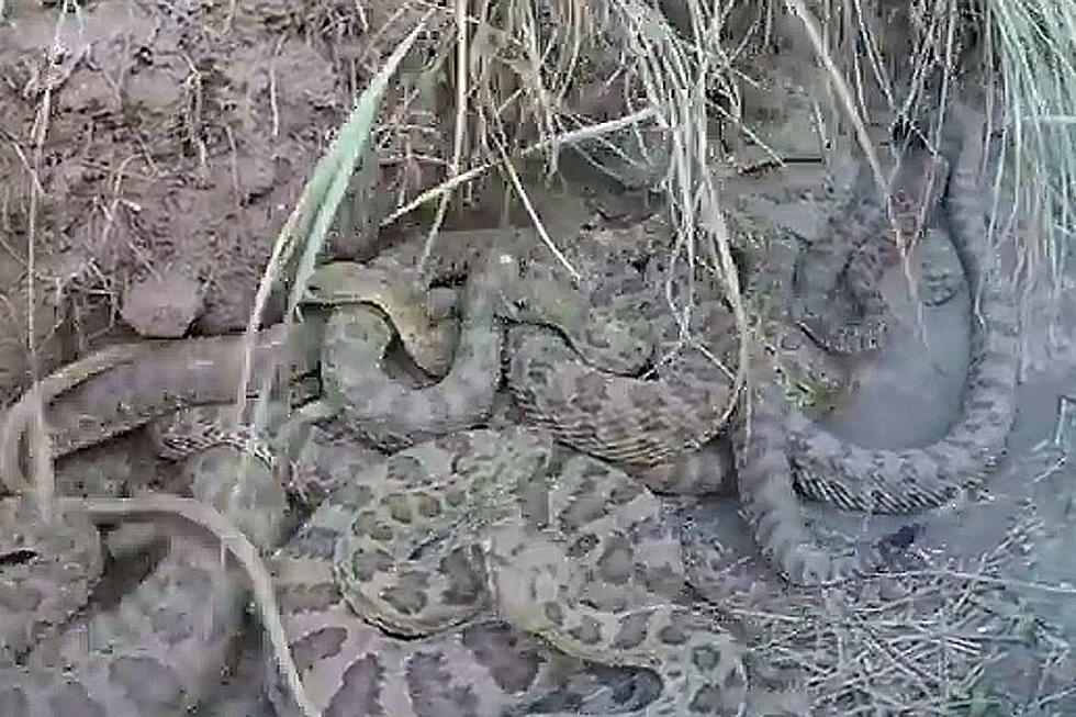 Rattlesnakes Versus GoPro Ends in Surprising Way