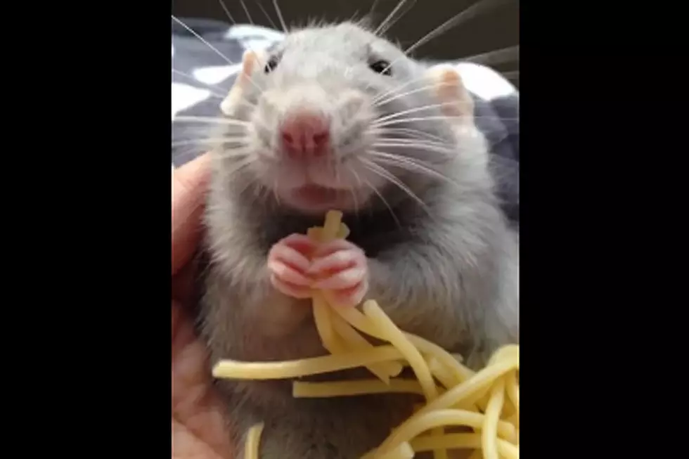Spaghetti Rat Is the Internet’s New Darling