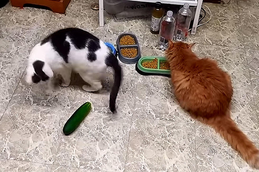 Cats Scared of Cucumbers Video Is Too Much