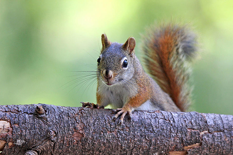 Squirrel Jumps 21 Floors, May Be the Next Great Stuntman