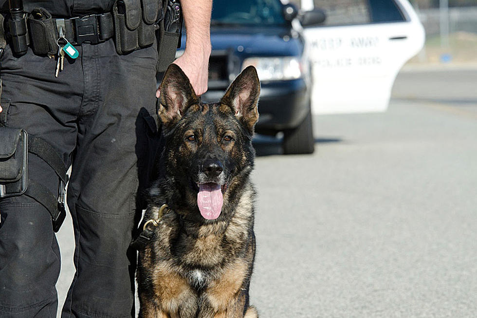 Photo of Rappelling Police Dog Captures Hearts Everywhere