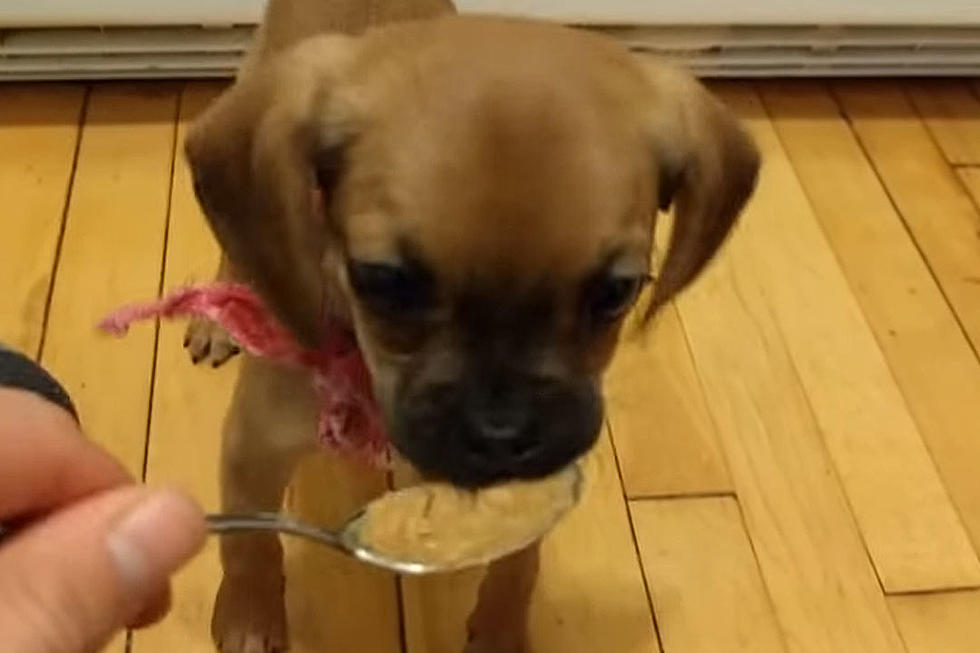This Overly-Excited Dog Eats Peanut Butter Like a Boss